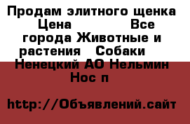 Продам элитного щенка › Цена ­ 30 000 - Все города Животные и растения » Собаки   . Ненецкий АО,Нельмин Нос п.